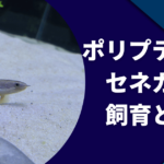 ポリプテルスセネガルスの飼育と混泳