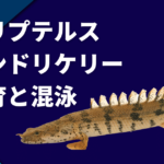 ポリプテルス・エンドリケリーの寿命と大きさや飼育方法