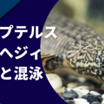 ポリプテルス・デルヘッジの飼育