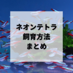 ネオンテトラ水槽に合う水温や餌を知れば寿命を長く飼育できる