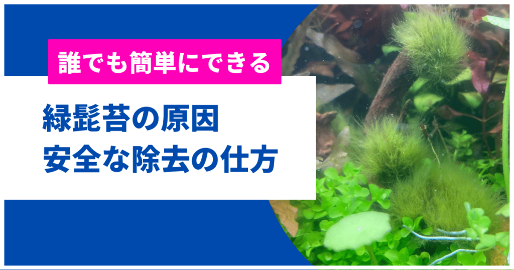 緑髭苔の原因と対策・除去方法や食べる生体(魚)を徹底解説