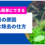 緑髭苔の原因と対策・除去方法や食べる生体(魚)を徹底解説