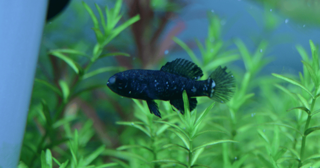 ピグミーサンフィッシュ　エバーグラディ　ワイルドF2　トリオ(雄2雌1) エバーグラディピグミーサンフィッシュの飼育｜混泳・寿命・食べる餌