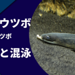 ヤマウツボの飼育｜寿命・混泳・餌・水槽サイズ