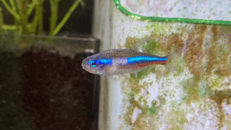 魚のネオンテトラ病：治療と予防