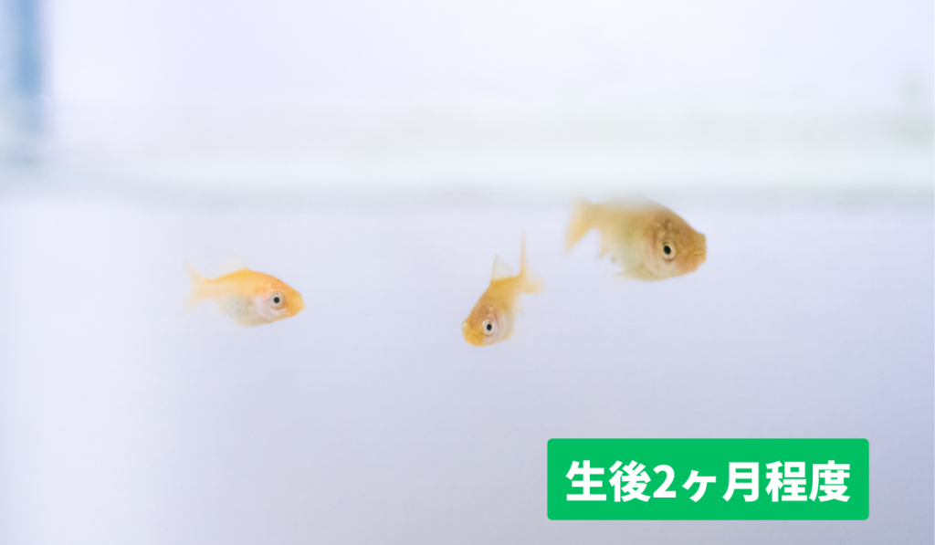 金魚の稚魚2ヶ月の大きさ