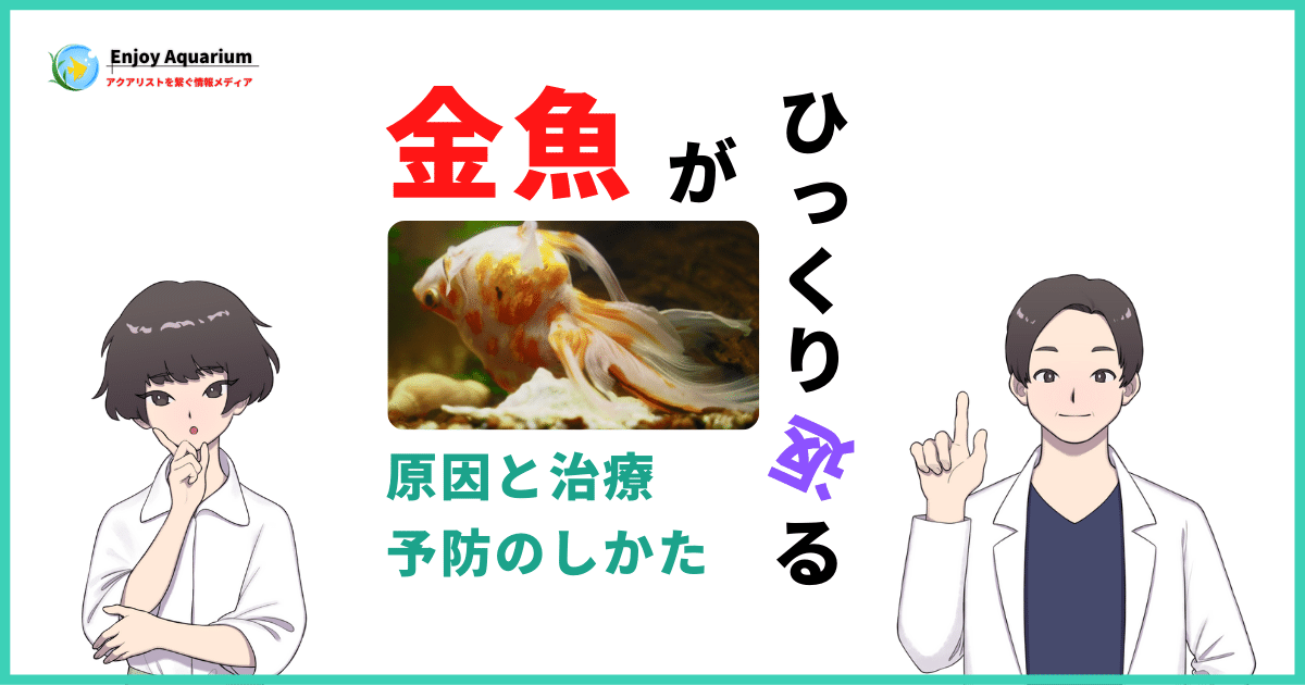 金魚がひっくり返る原因(消化不良・便秘・転覆病)と治療・予防方法