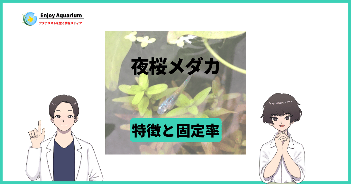 夜桜メダカ(ゴールド・ブルー)の特徴と作り方・固定率・値段相場