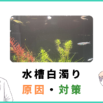 水槽白濁りは放置は危険