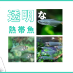 透明な熱帯魚
