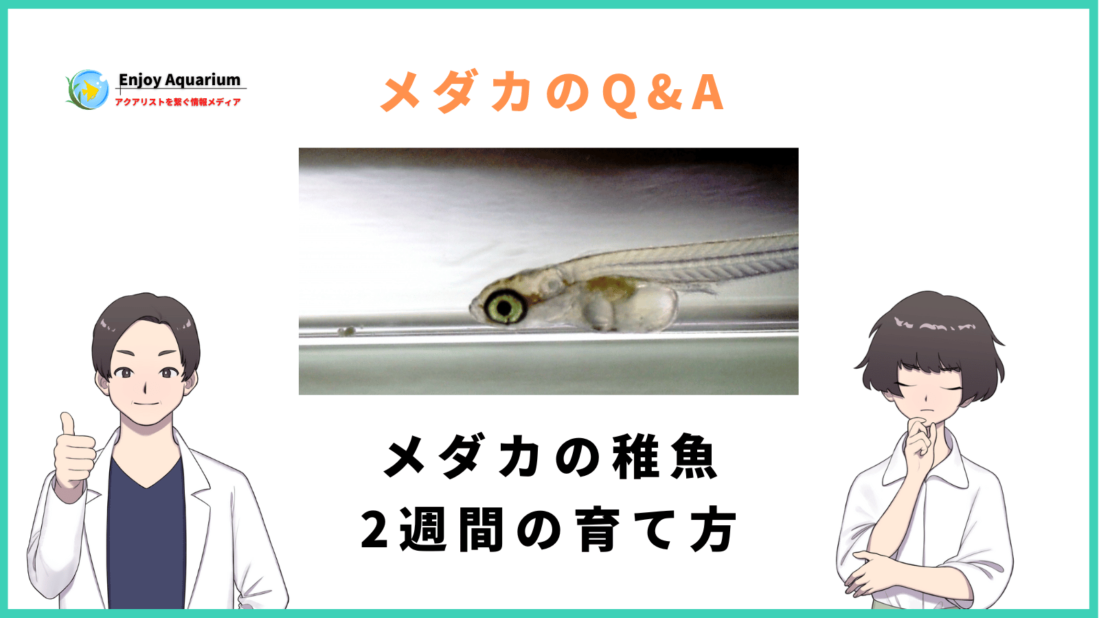 メダカの稚魚を2週間で1cmの大きさに育てる方法