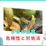 水草に付着する農薬の危険性とエビが引き起こす症状や処置方法