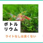 ボトルアクアリウム ライトなし